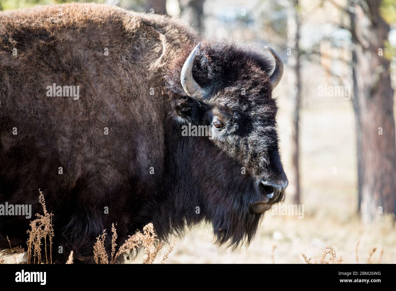 Un bisonte americano nel South Dakota occidentale, USA. Foto Stock