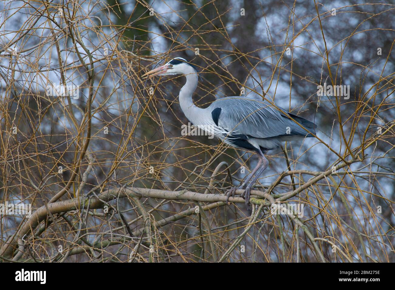 Heron Gray, Ardea cinerea, singolo adulto in piedi in salici raccolta ramoscelli per nido. Preso febbraio. Verulanium Park, St. Albans, Hertfordshire, Regno Unito Foto Stock