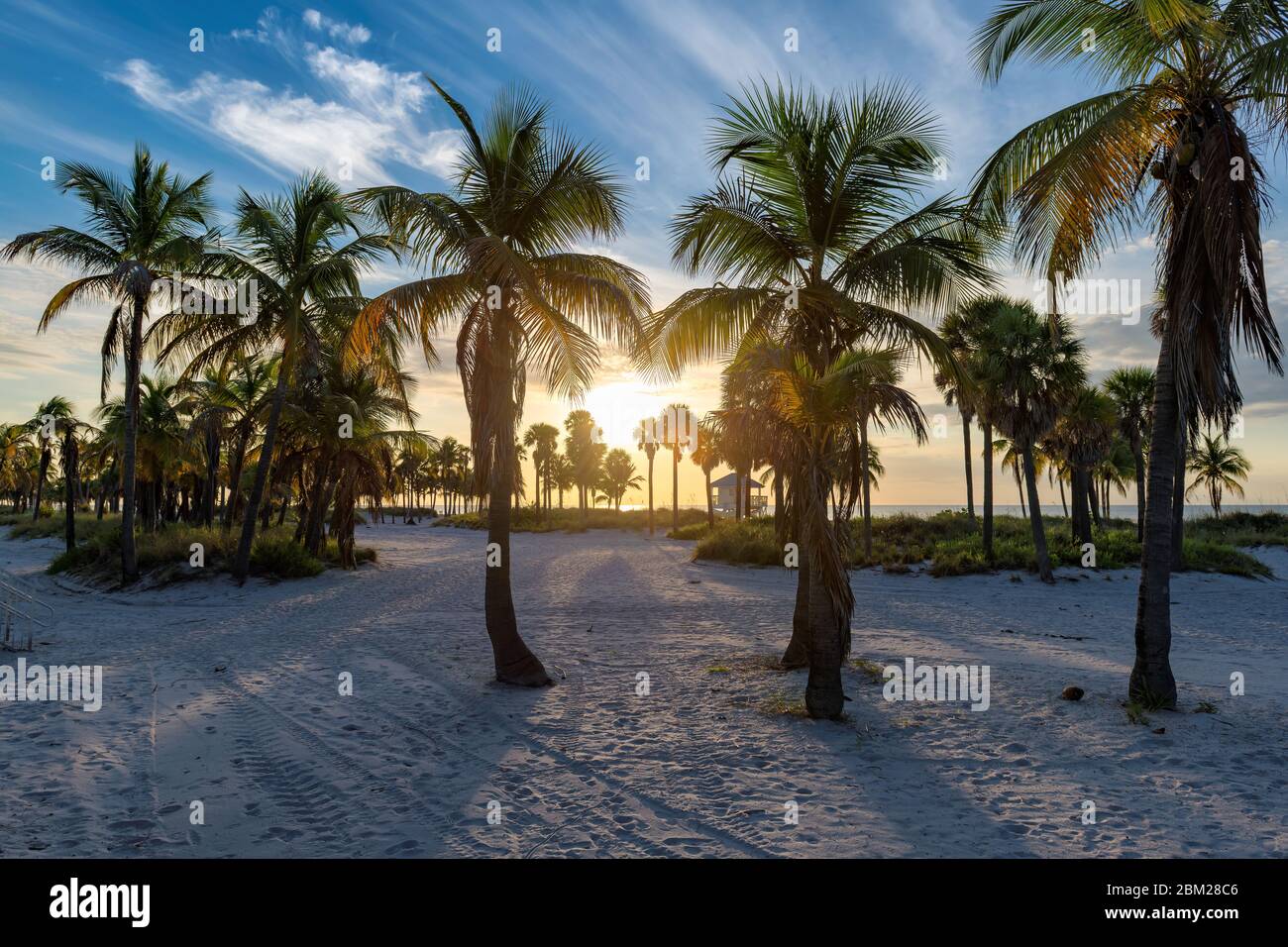 Palme sulla spiaggia di Miami Beach a sunrise Foto Stock