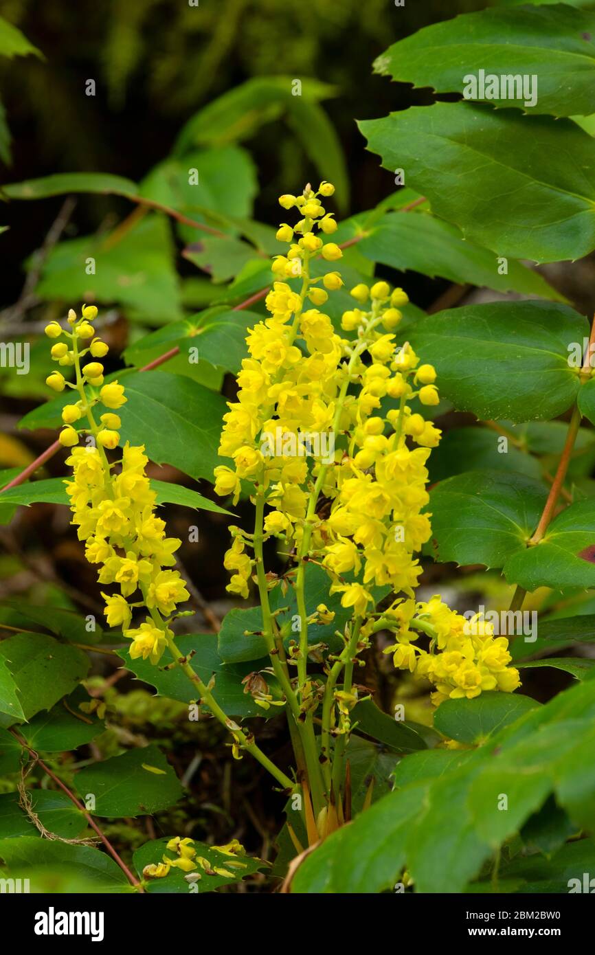 Oregon Grape lungo il McKenzie River National Recreation Trail, Willamette National Forest, Oregon Foto Stock