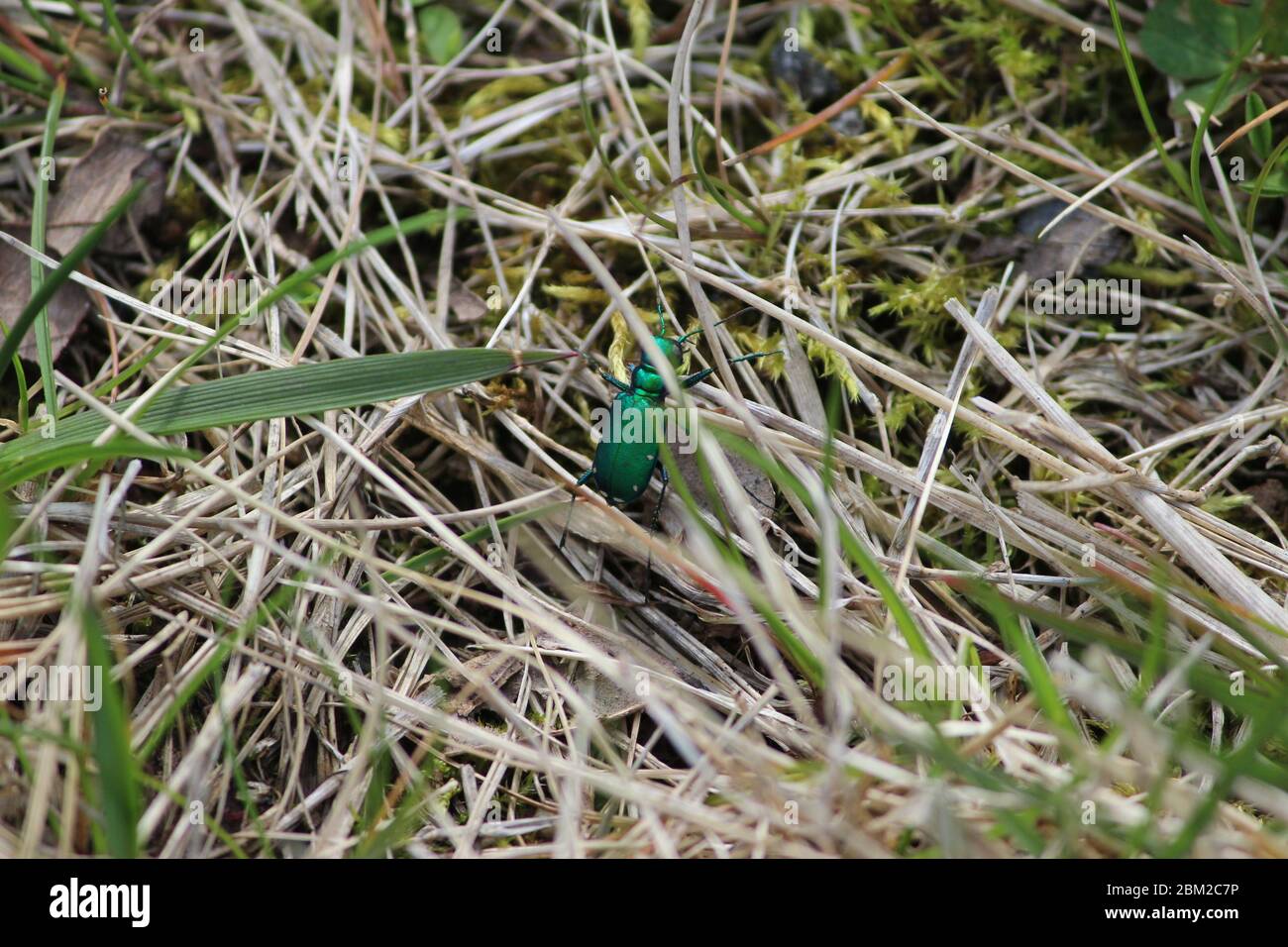 Coleottero di tigre verde macchiato in erba asciutta Foto Stock