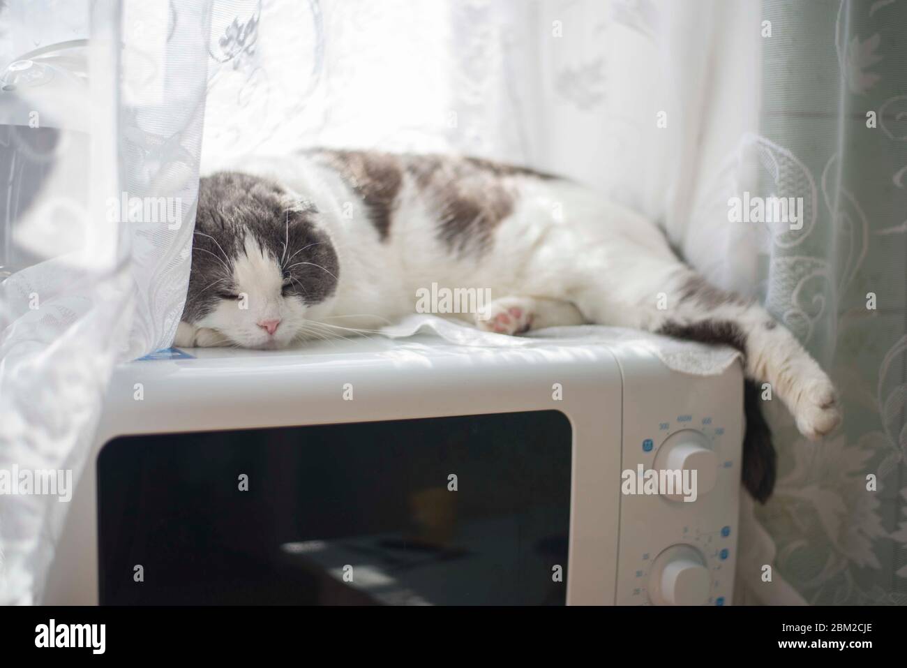 Un gatto stanco si trova sulla pancia sul forno a microonde in cucina Foto  stock - Alamy