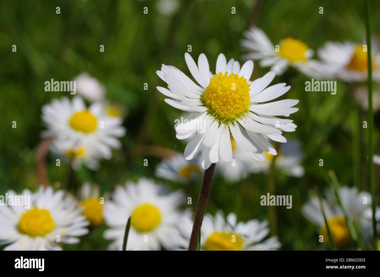 Macro primo piano di fiori bianchi a margherita (bellis perennis) in prato verde in primavera - Germania Foto Stock