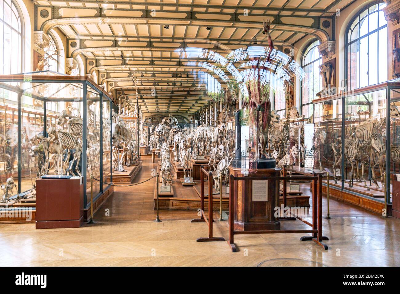 Galleria di Paleontologia e Anatomia comparativa nel Museo di Naturale Storia Foto Stock