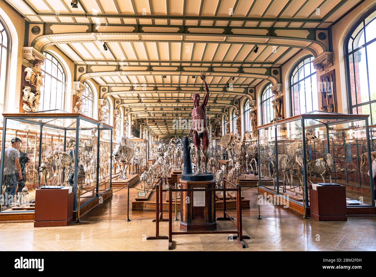 Galleria di Paleontologia e Anatomia comparativa nel Museo di Naturale Storia Foto Stock