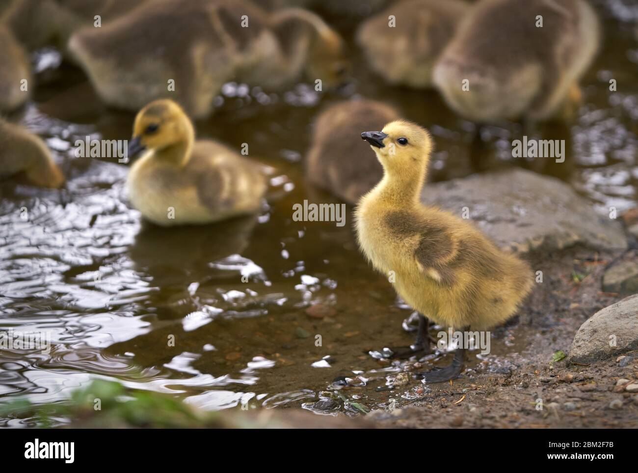 Gokings sulla riva dello stagno. Canada Goose goslings che alimentano sulla riva di uno stagno. Foto Stock