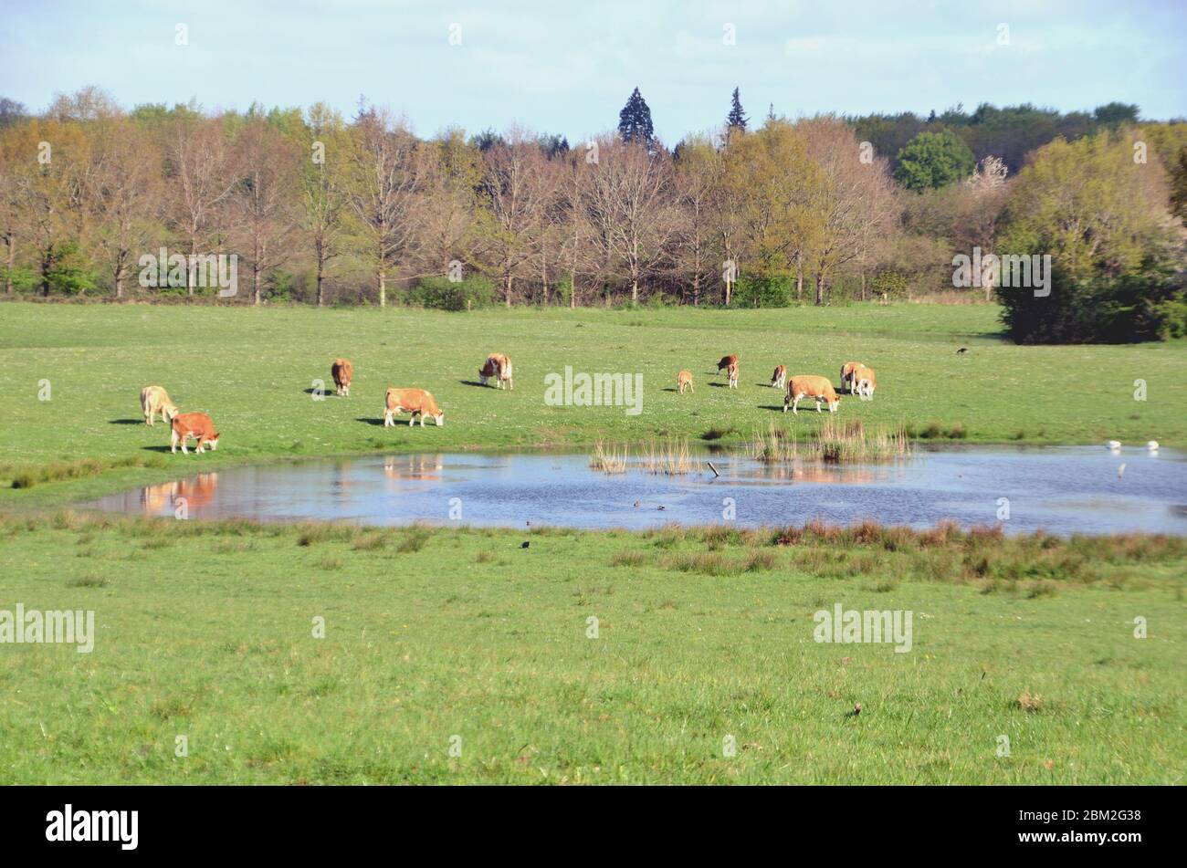 Bestiame bruno che pascolano in un campo in primavera con uno stagno in primo piano. Foto Stock