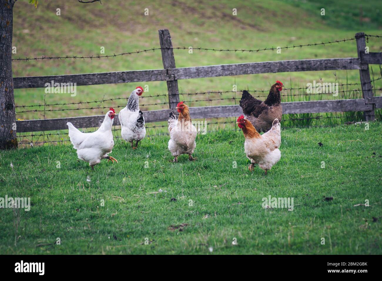 Cinque polli sulla fattoria Foto Stock