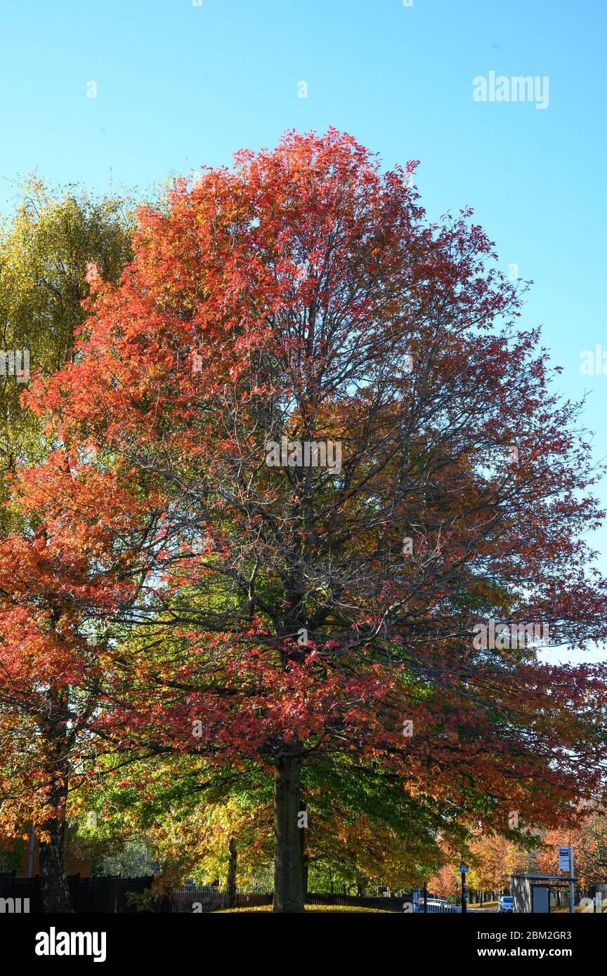 Bellissimo albero in colori autunnali a Manchester UK Foto Stock