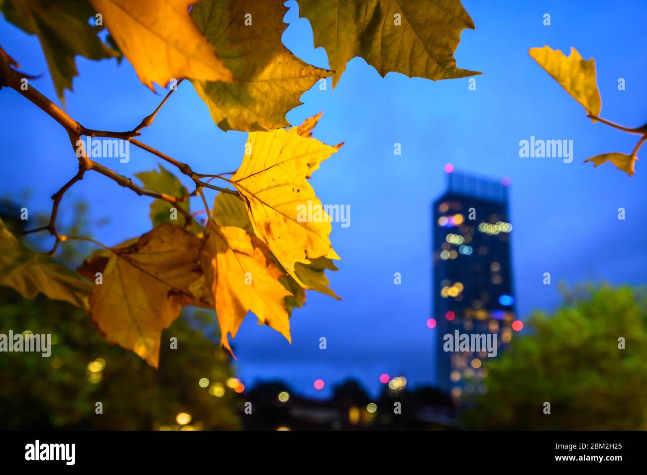 Foglie d'autunno che incorniciano l'edificio più alto di Manchester. Foto Stock