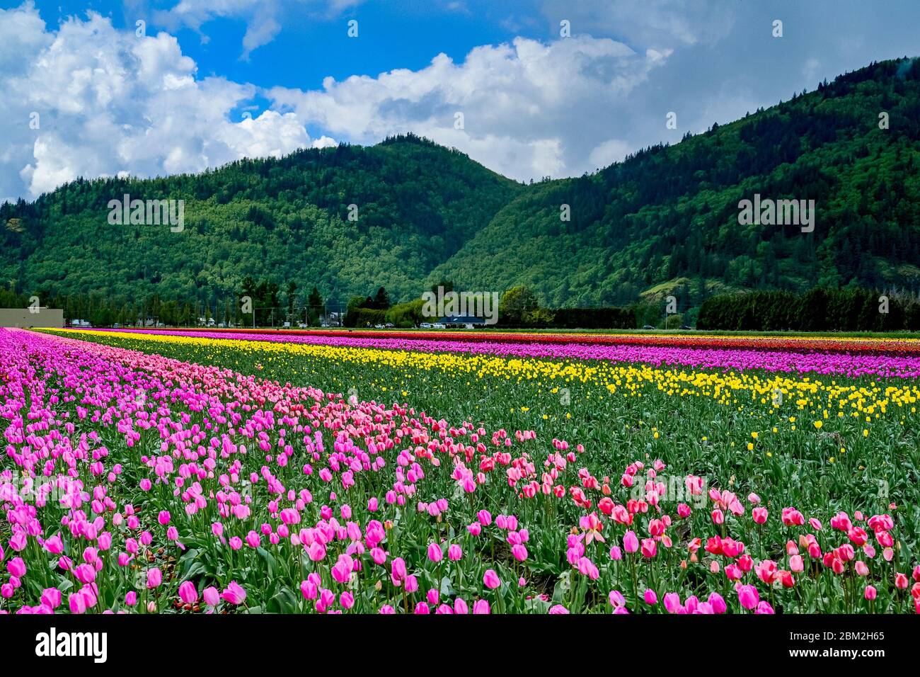 Tulip Fields, Abbotsford, British Columbia, Canada Foto Stock