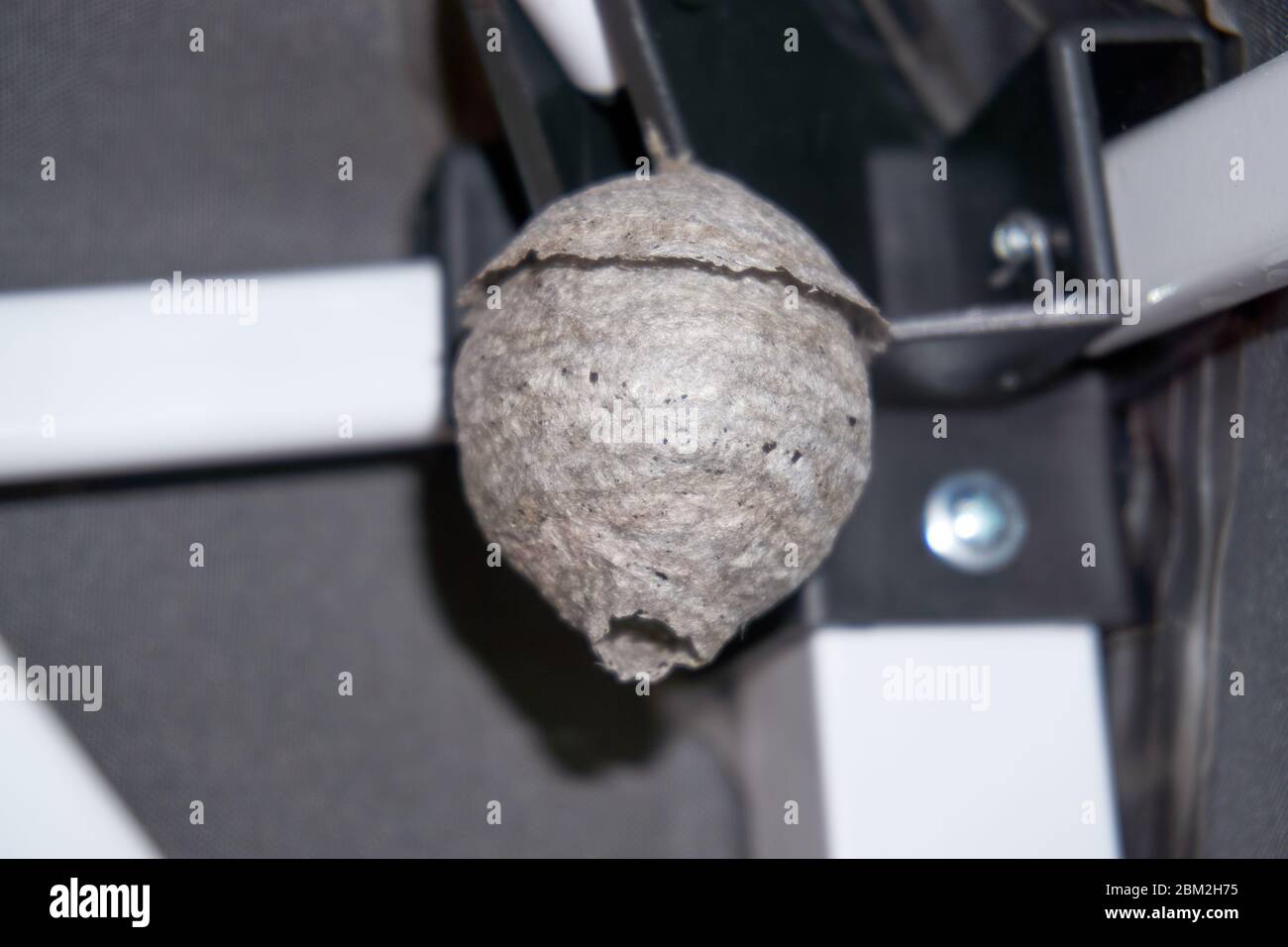 Grande nido di caglio wasp sotto le gronde di una casa Foto Stock