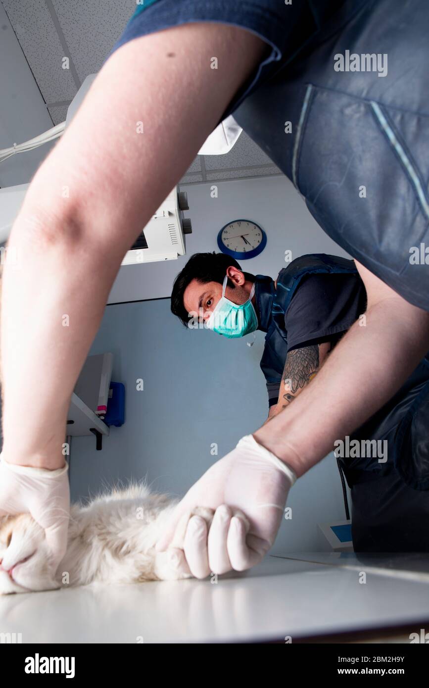 rx esame di un gatto in un veterinario veterinario blu maschera Foto Stock