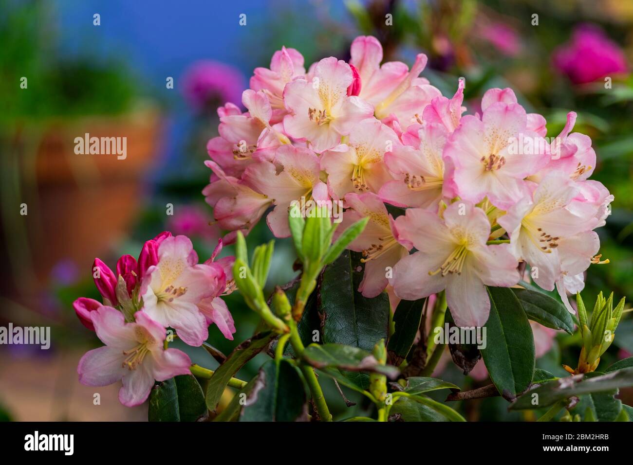 Fiori rosa di rodondendro. Messa a fuoco morbida Foto Stock
