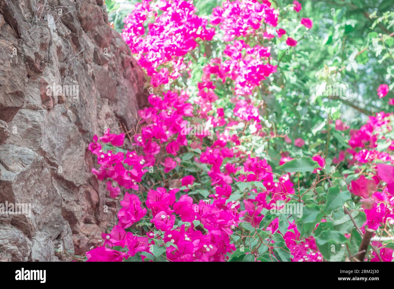 Alcuni fiori belli Foto Stock