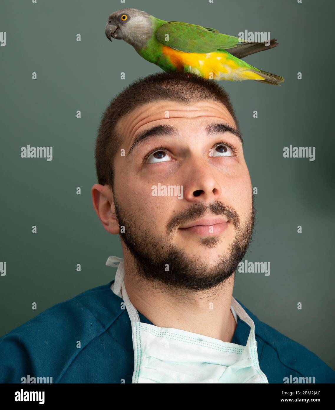 vet e l'esame degli uccelli di un pappagallo in una clinica di veterinario Foto Stock