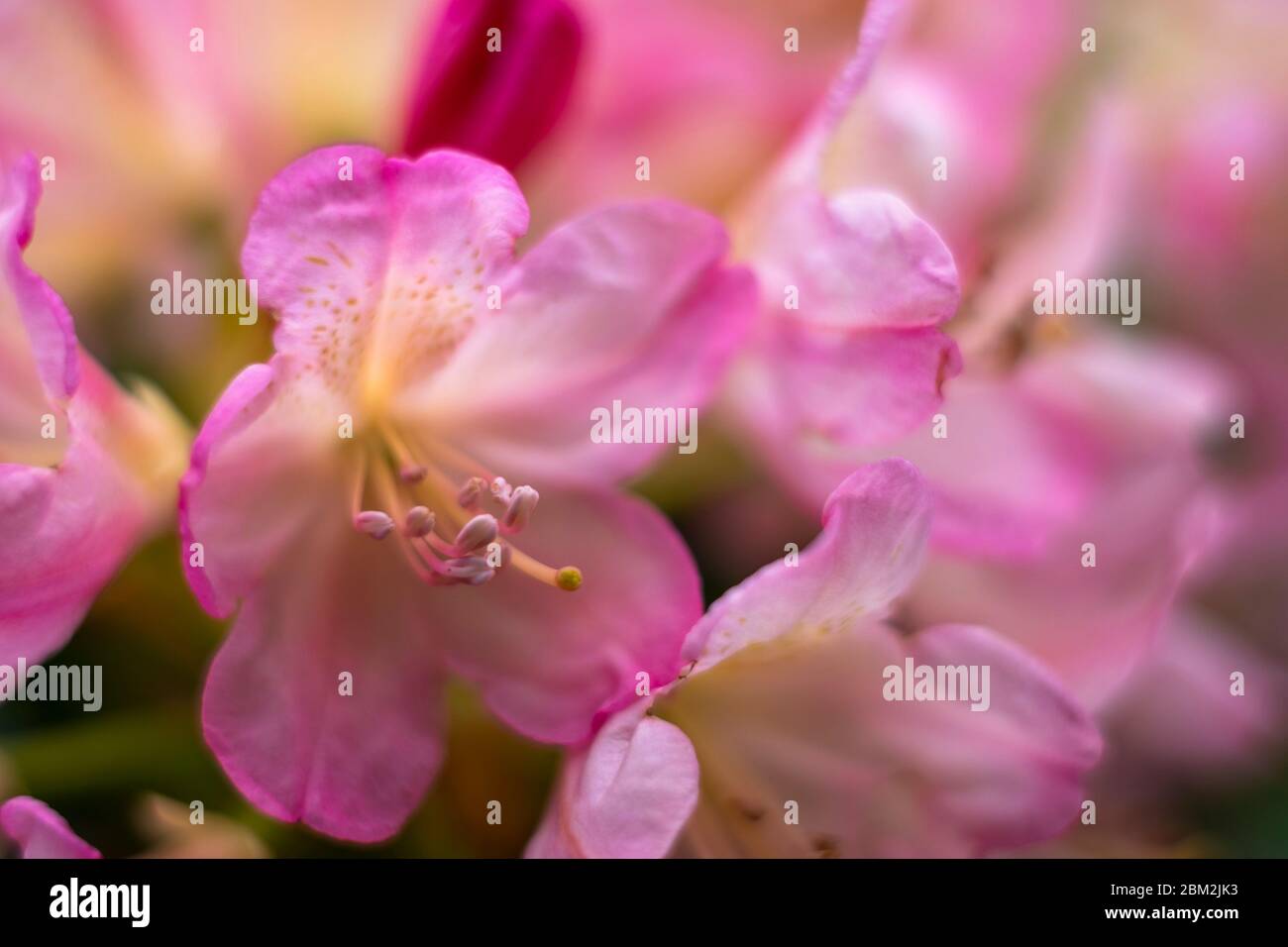 Fiori rosa di rodondendro. Messa a fuoco morbida Foto Stock