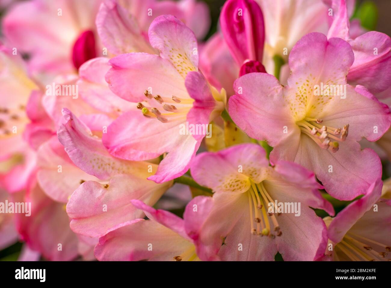 Fiori rosa di rodondendro. Messa a fuoco morbida Foto Stock