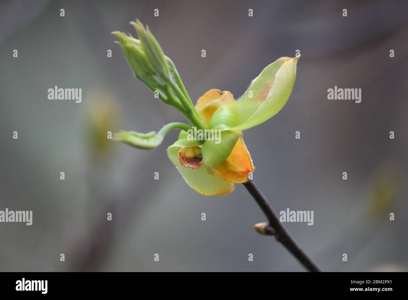 Primo piano di isolano Shagbark hickory fiore in primavera Foto Stock