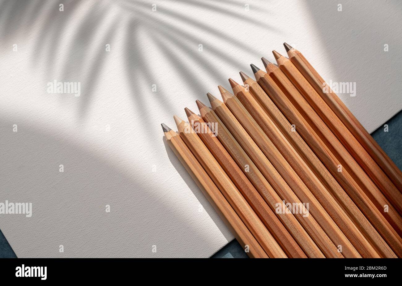 Composizione con matite di colore della pelle su una tela bianca e un'ombra di una pianta di palma Foto Stock