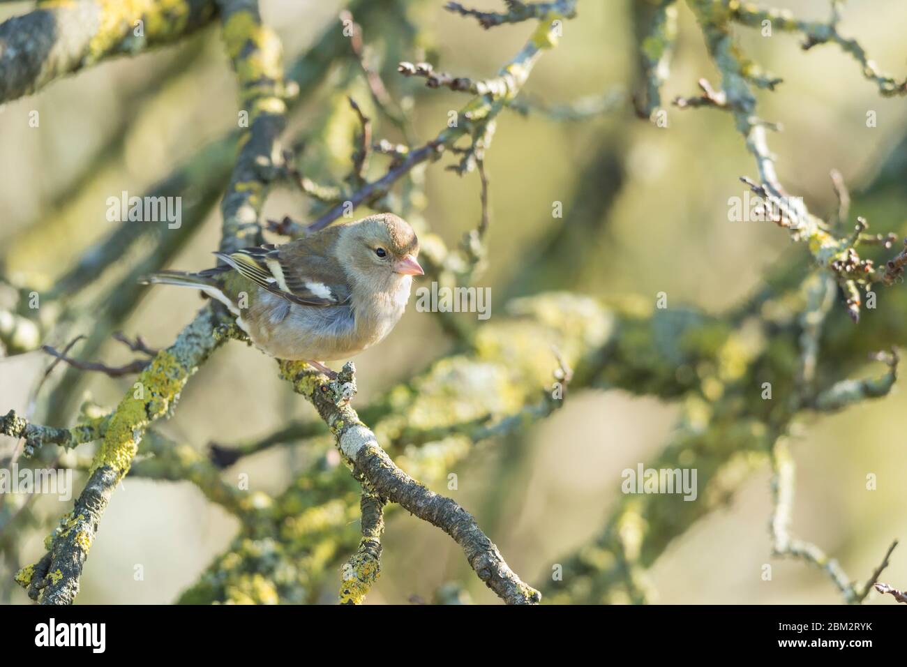 Corielle fringilla comune, femmina adulta, arroccato in albero, Graylake, Somerset, Regno Unito, febbraio Foto Stock