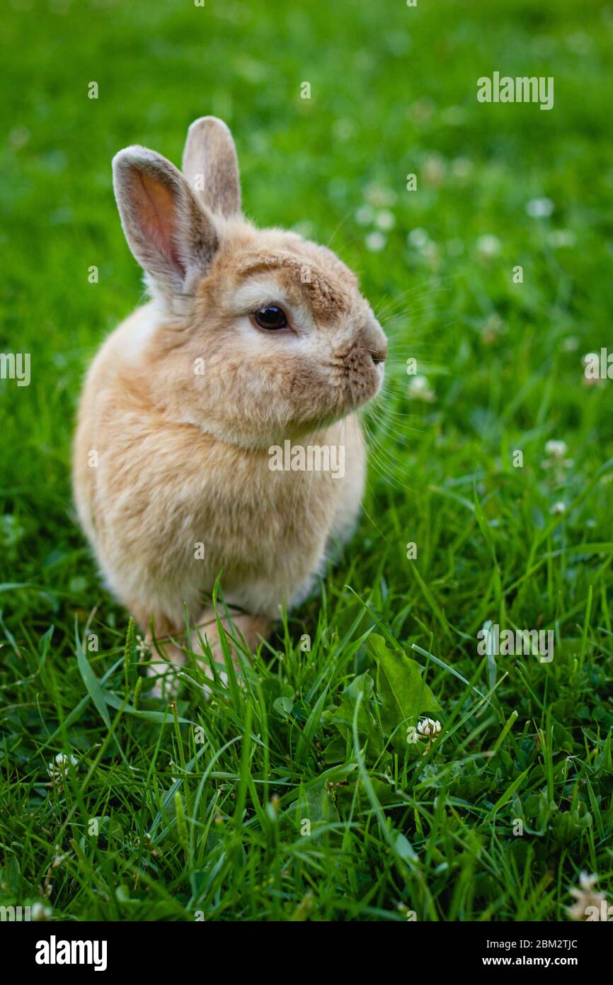 piccolo coniglio marrone su sfondo verde erba in giardino estivo, animale domestico Foto Stock