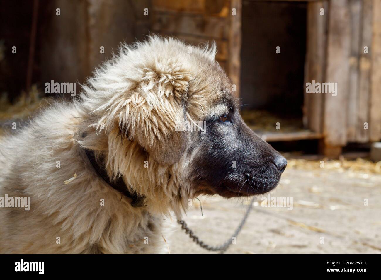 Carino cucciolo di Sarbaninac Pastore cane razza Foto Stock