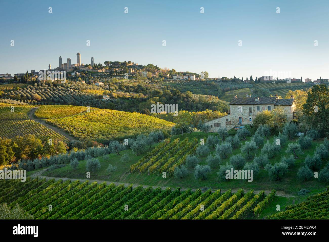 Sera La luce del sole sui vigneti e oliveti sotto San Gimignano, Toscana, Italia Foto Stock