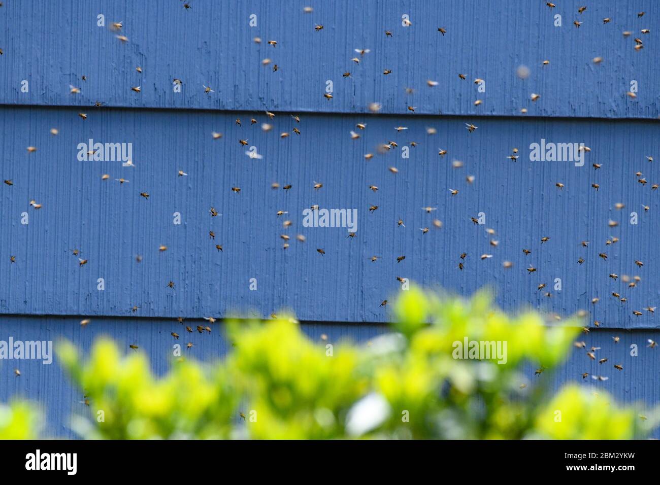 Un honeybee sciame - Apis mellifera - su una casa e fa una nuova casa sotto le assicelle / siding - migliaia di api di miele che si sciarpe volare in aria Foto Stock