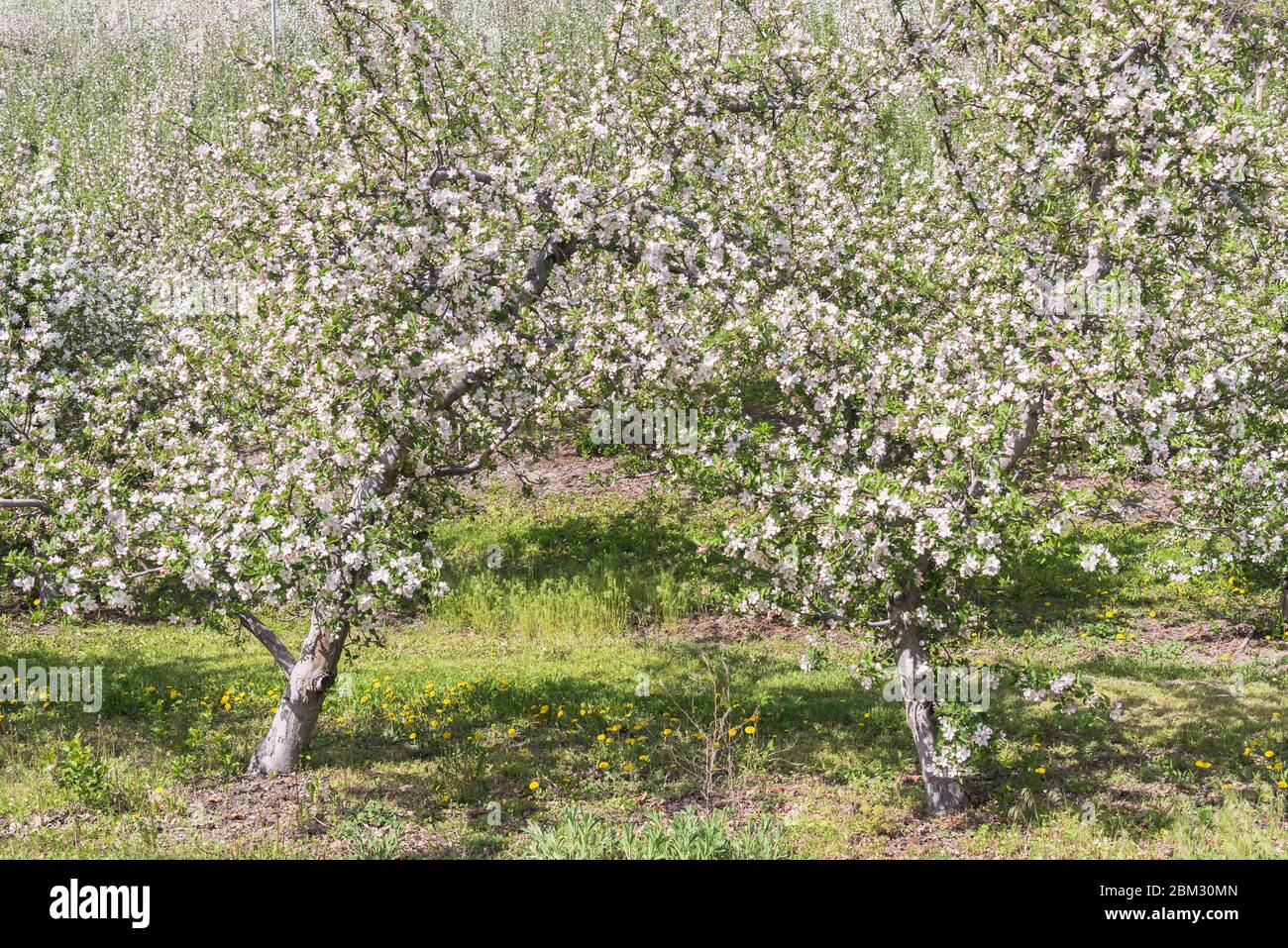 Alberi di mele ricoperti di fiori in primavera, in frutteto a Naramata Foto Stock