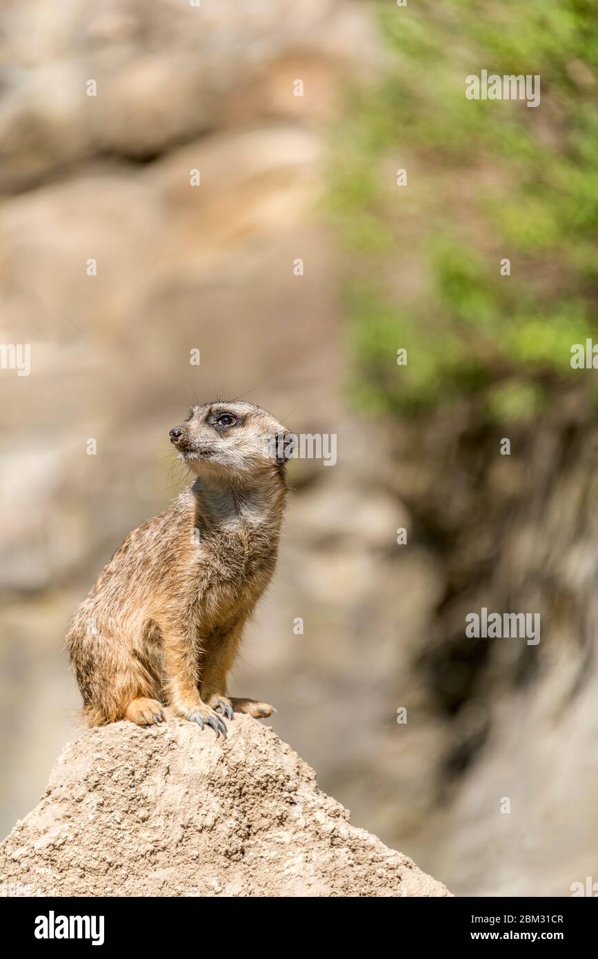 Giovane mercat in guardia su una collina allo Zoo di Berlino, Germania Foto Stock