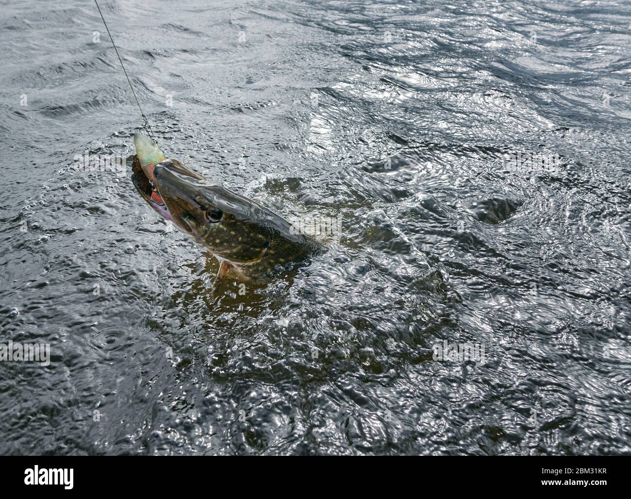Major Fish Premium - Scatola Regalo Per Pesca Ai Predatori (Luccio, Lucioperca, Persico) - Esche E Terminali Di Qualità, Selezione Variabile