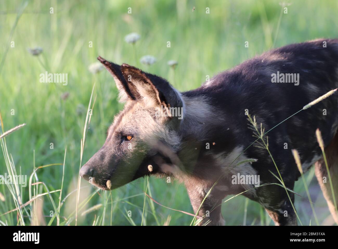 African Wild Dog Foto Stock