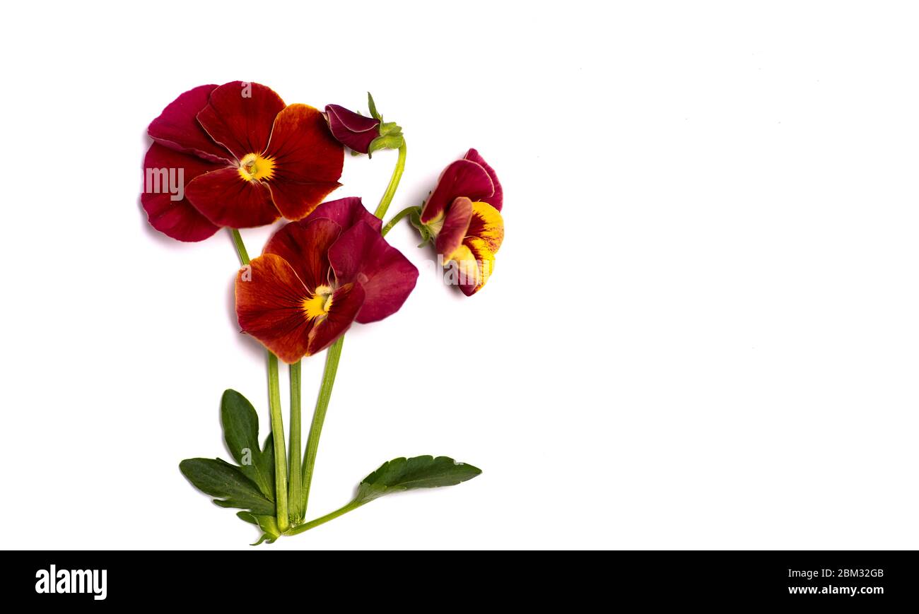 Viola rosso fiore in fiore disposizione isolata con spazio copia Foto Stock