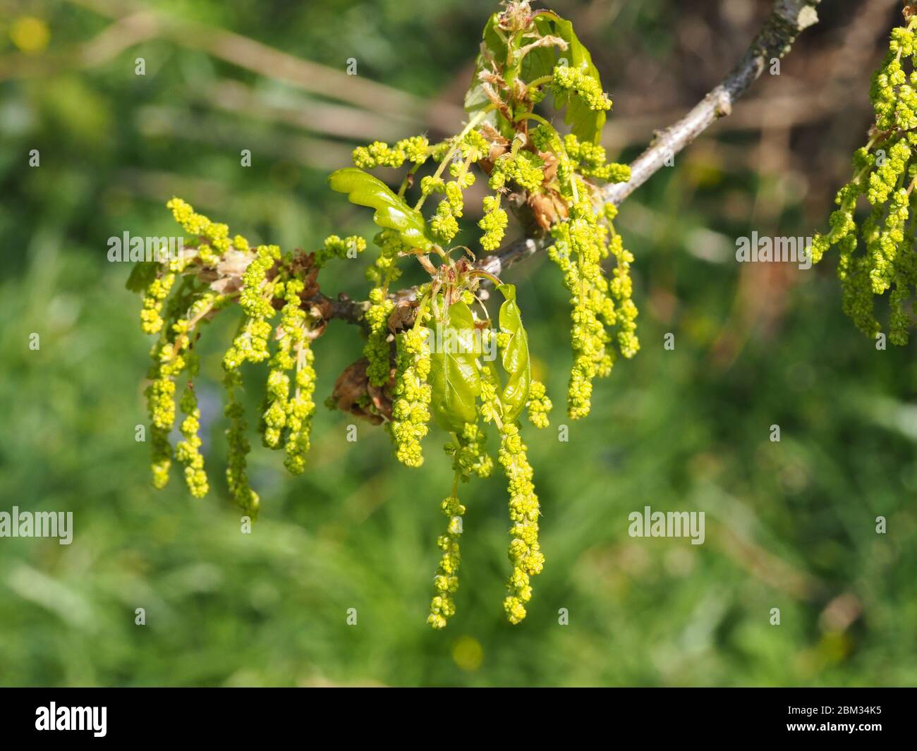 Sessile quercia che entra in foglia in primavera Foto Stock