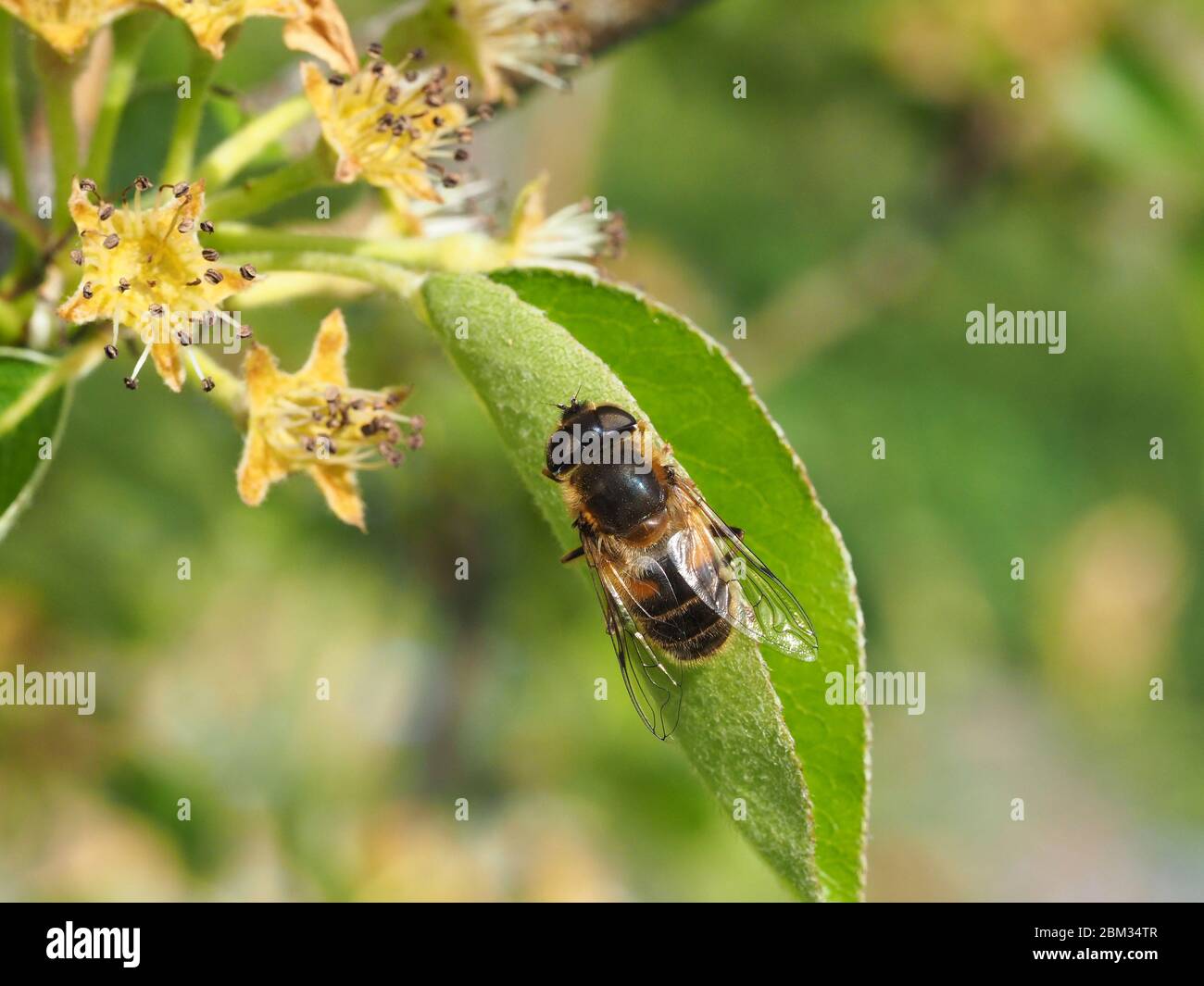 Hoverfly, il drone-Fly Eristalis tenax Foto Stock