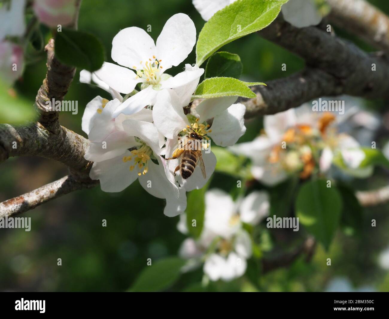 Ape che si nutra sulla meleta. Potrebbe essere l'ape mineraria Andrena flavipes o miele API mellifera. Foto Stock