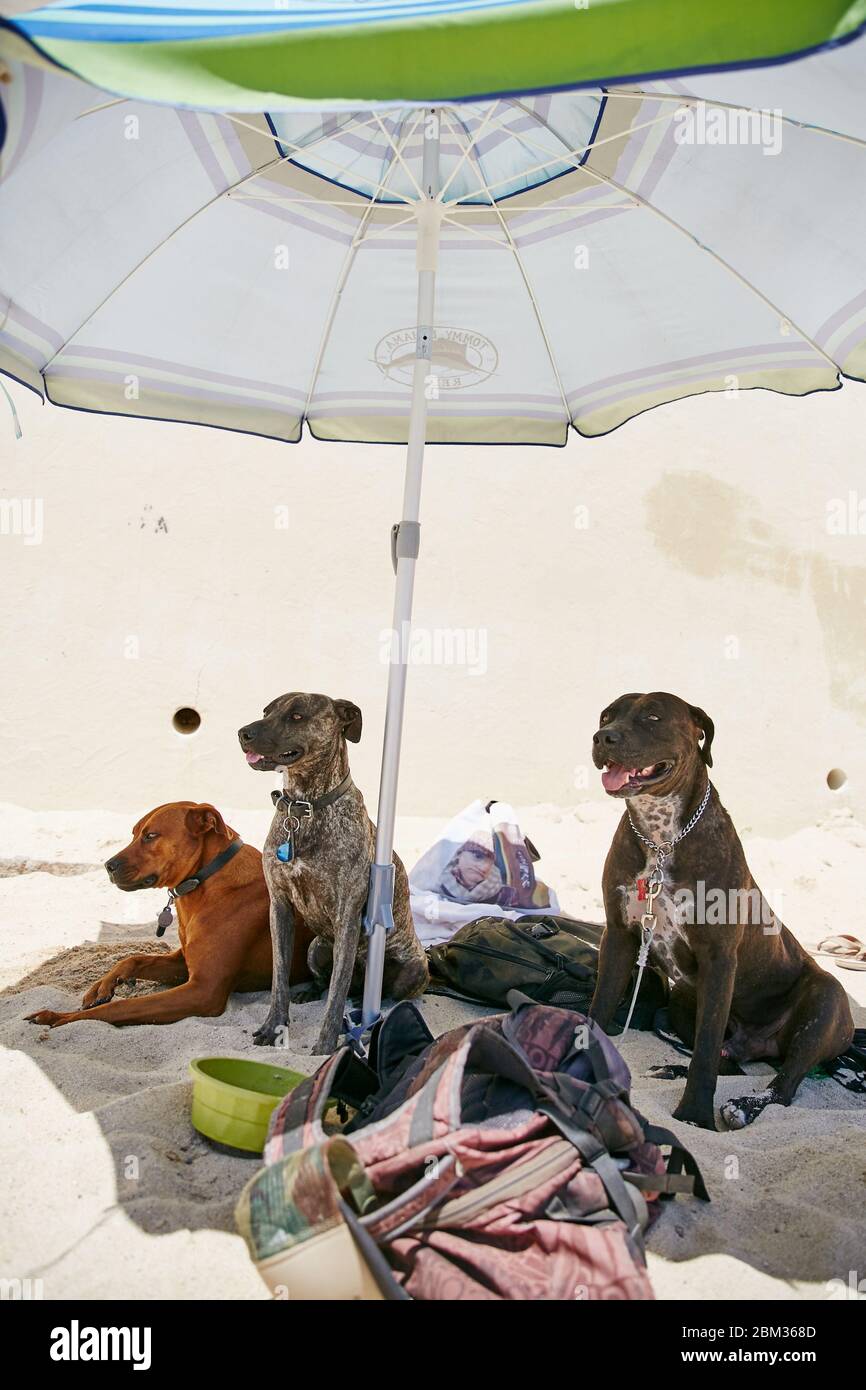 Tre cani aspettano su una coperta sotto un ombrello al sole guardando il loro proprietario navigare le onde a Cabo San Lucas, in Messico Foto Stock