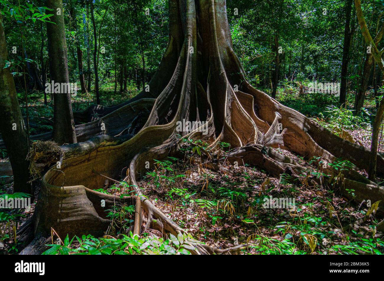 Strangler albero di Fig radici Amazon suolo areal in perù Foto Stock