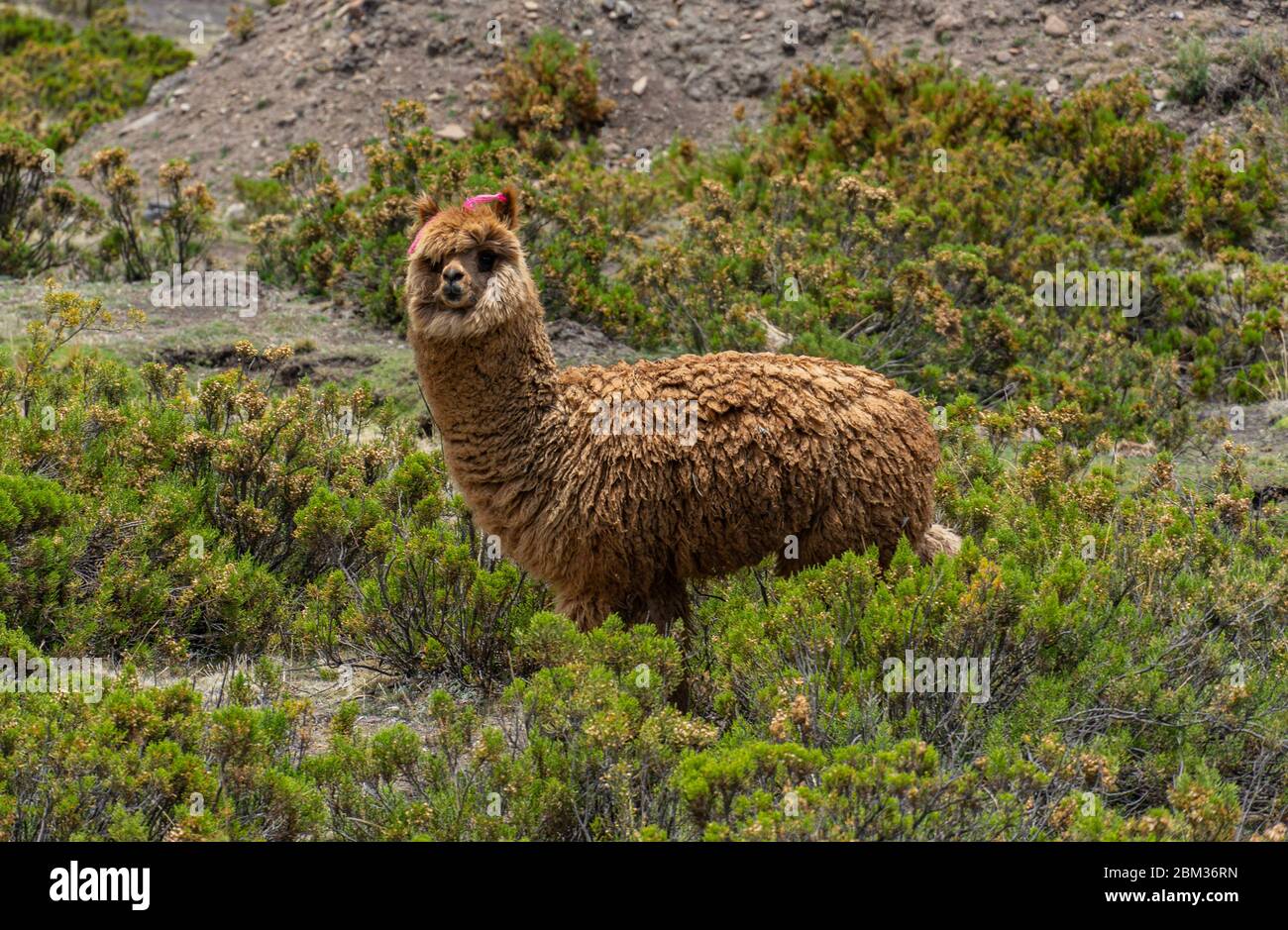 Alpaca nelle Ande peruviane che guarda carino Foto Stock