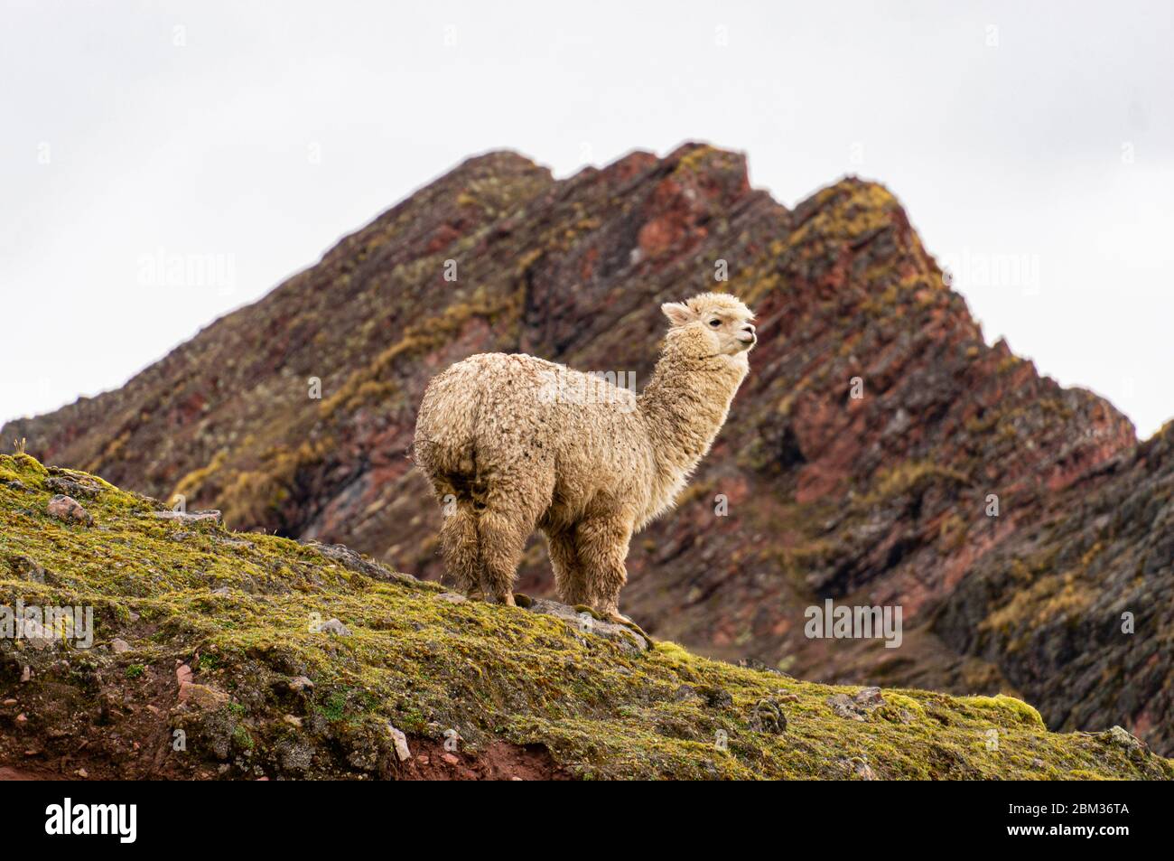 Alpaca nelle Ande peruviane che guarda carino Foto Stock