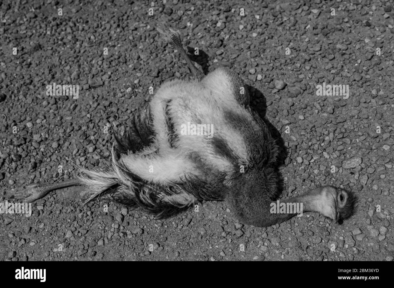 Rhea in argentino Steppe erba terre Foto Stock