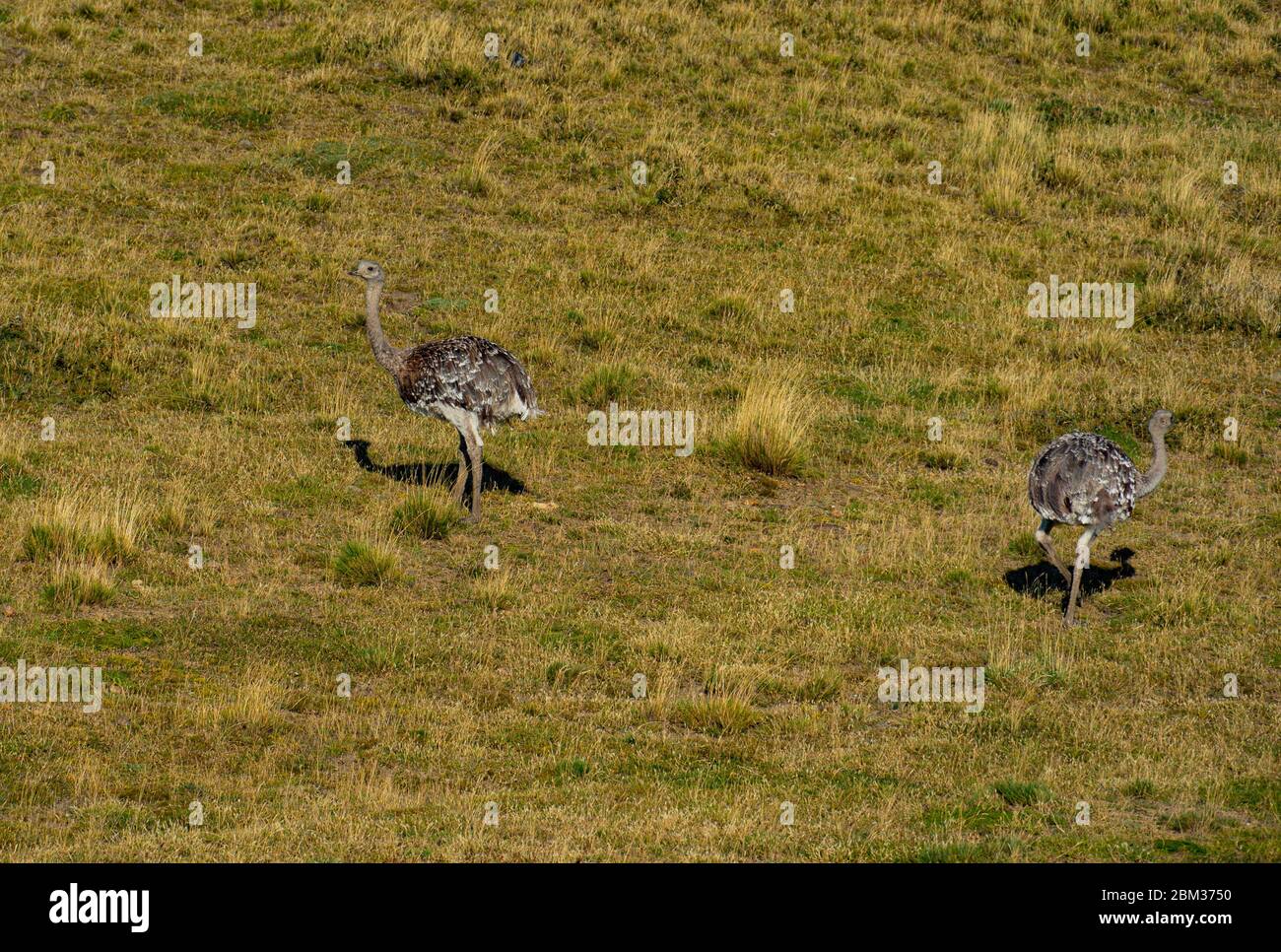 Rhea in argentino Steppe erba terre Foto Stock