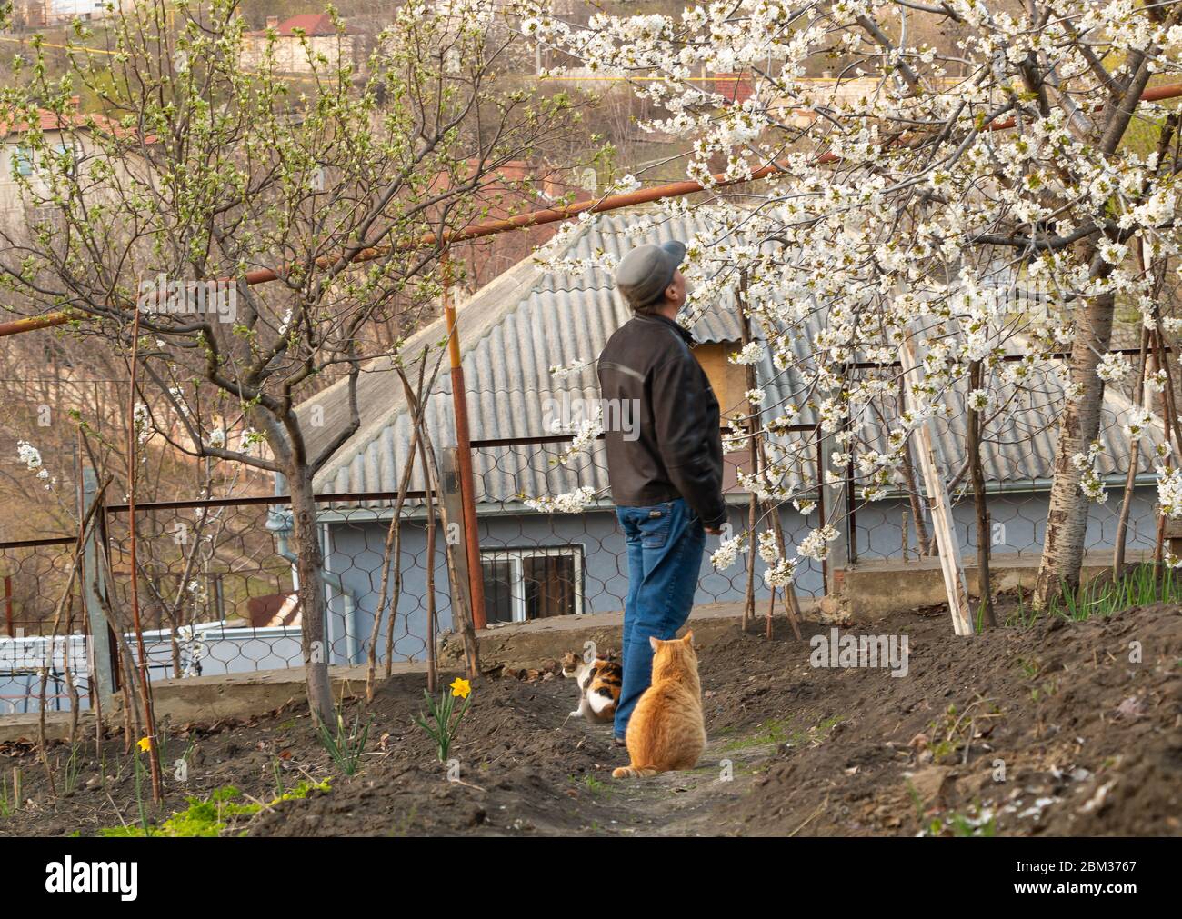 Un uomo guarda la sua fioritura di ciliegi con i gatti intorno a lui Foto Stock