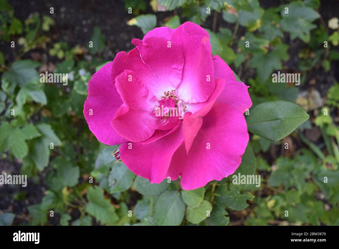 Rose multicolore con una combinazione sorprendente. Rosa rosa primo piano con colori mutevoli Foto Stock