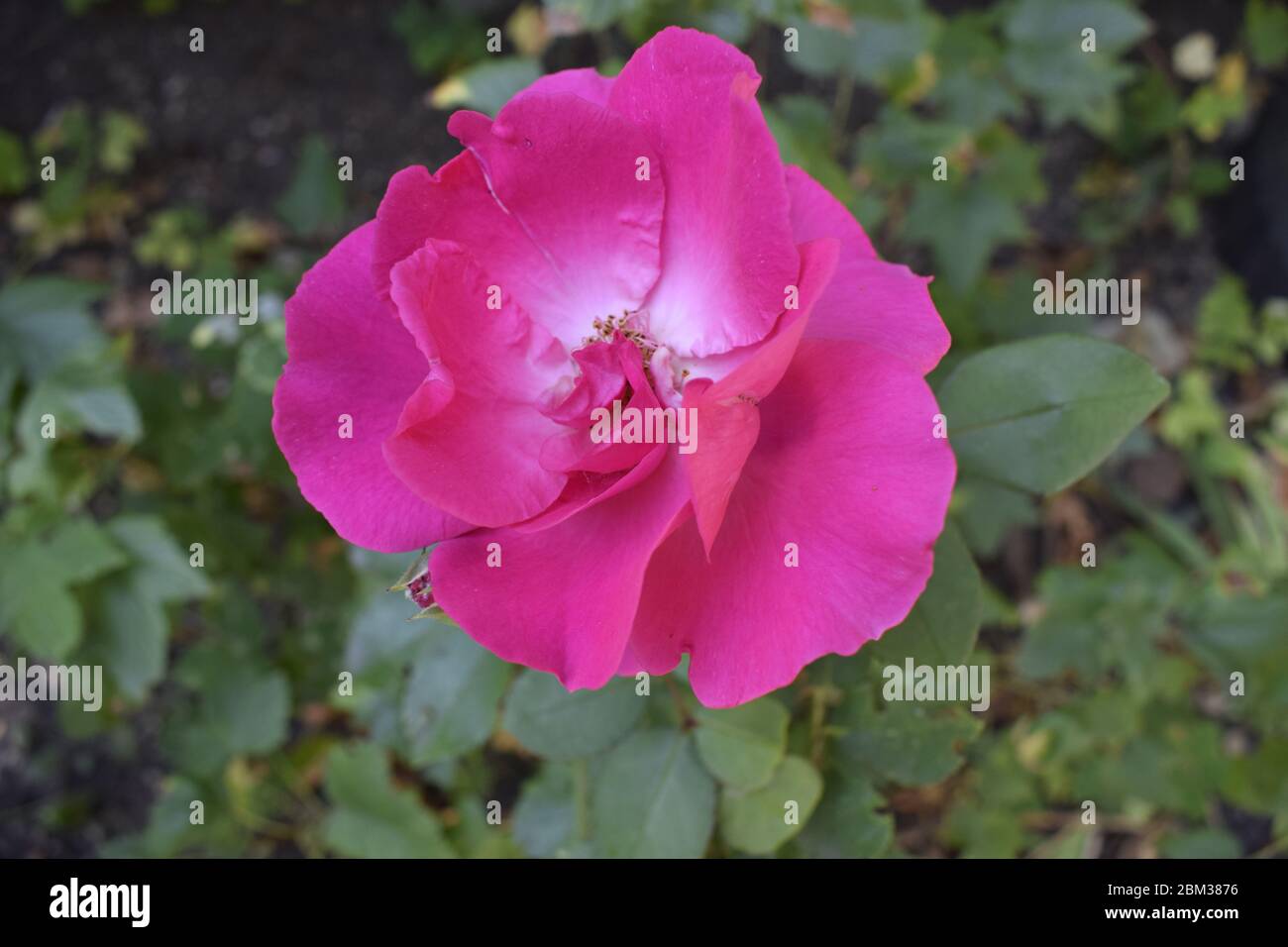 Rose multicolore con una combinazione sorprendente. Rosa rosa primo piano con colori mutevoli Foto Stock