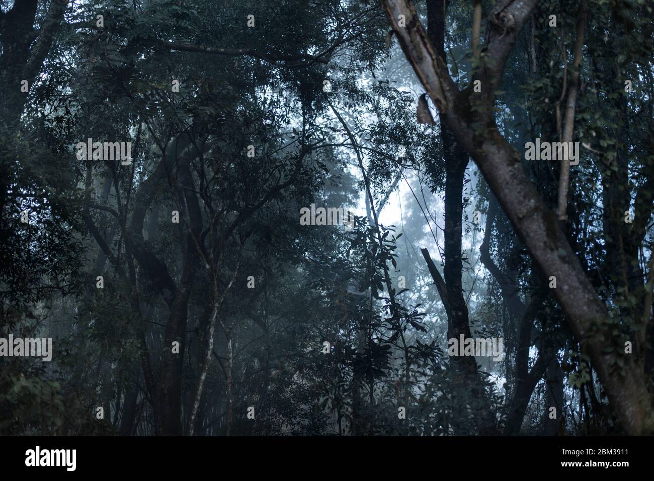 Una foresta oscura e misteriosa Foto Stock