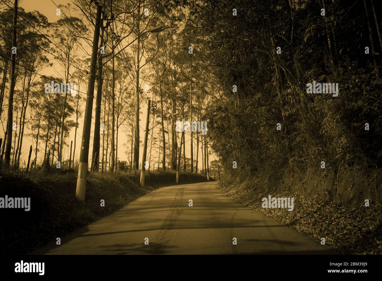 Guida sulla strada circondata da alberi, in tonalità seppia. Immagine per l'uso in background. Foto Stock