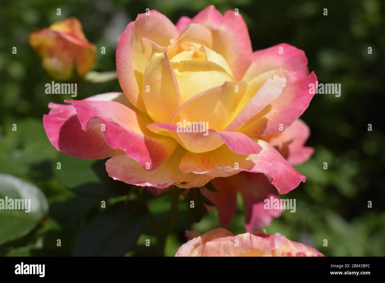 Un impianto con modifica colore rose. Rose multicolori con sorprendente combinazione og rosso, giallo ,arancione e rosa appare come luce brillante in esso. Natural Foto Stock