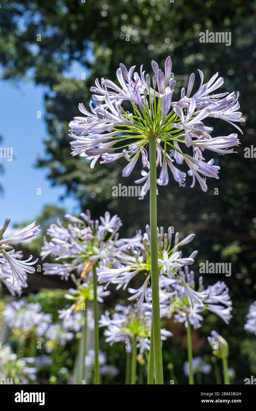 Fiore viola di Agapanthus nelle Hawaii Foto Stock
